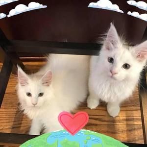 Meet your Posher, Jane